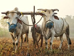 Cultivating the Land